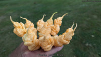 Tiberius Mauler Peach - Pepper Seeds - White Hot Peppers